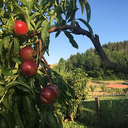 Cascina Castagneto CastellʼAlfero